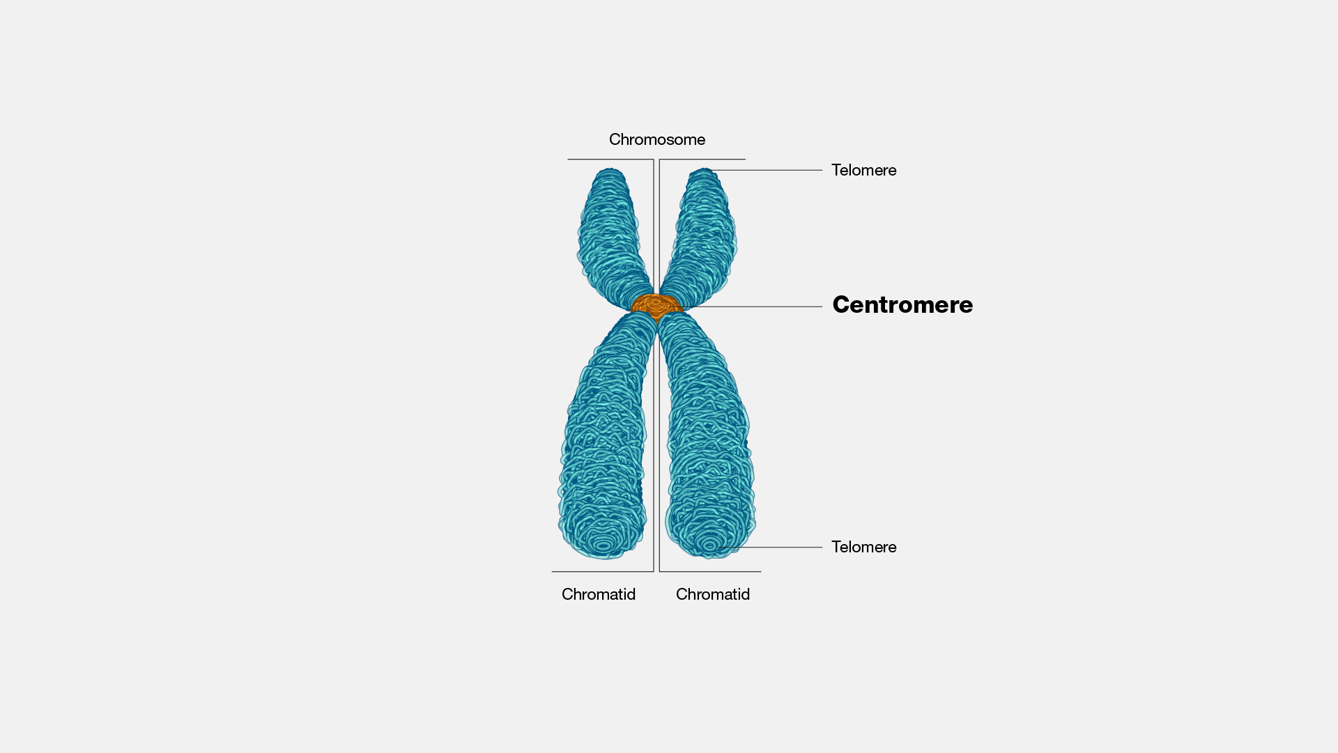 Centromere and Telomere